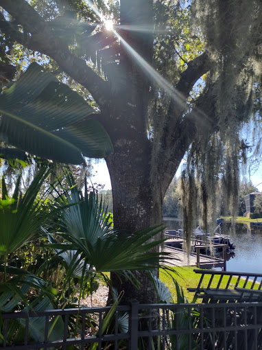 Tree Pruning in Largo, FL