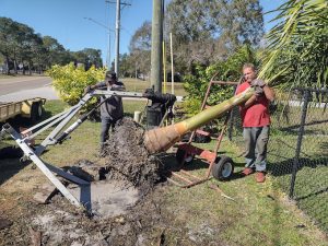 Tree Mitigation in Largo, FL