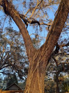 Tree Trimming and Removal in Largo, FL