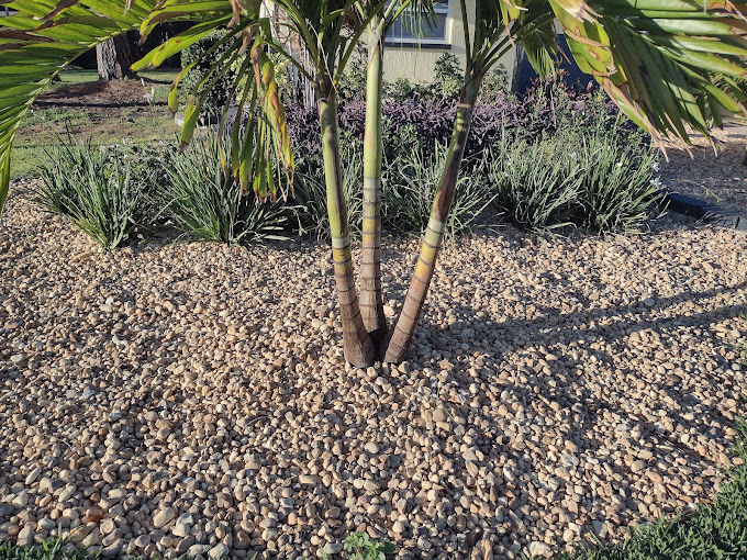 Tree Mitigation in Largo, FL