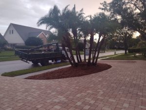 Tree Trimming and Removal in Largo, FL