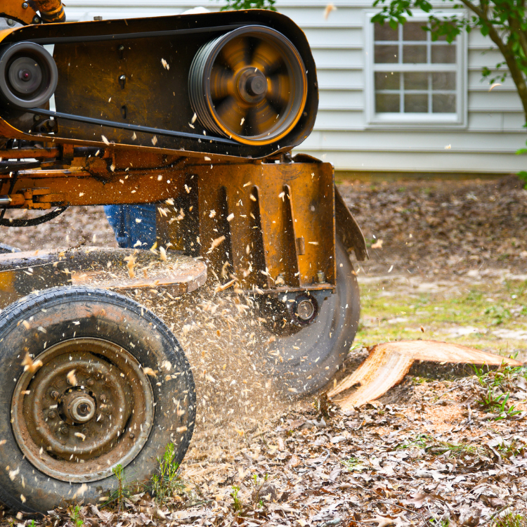 Stump Grinding in Largo, FL